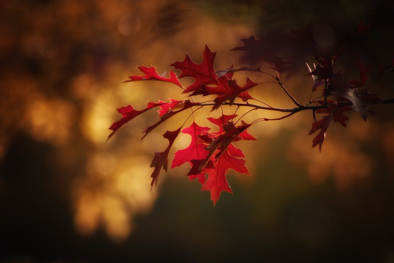 Featured image for “Accueillir l’automne avec sérénité 🍂”