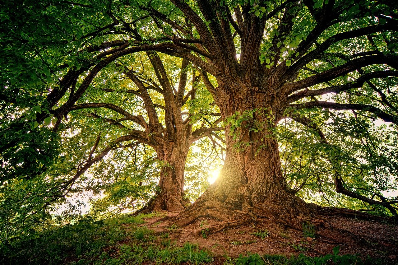 Featured image for “Quand la nature murmure à notre cerveau : un voyage au cœur du bien-être – Partie 2/3 🍃”