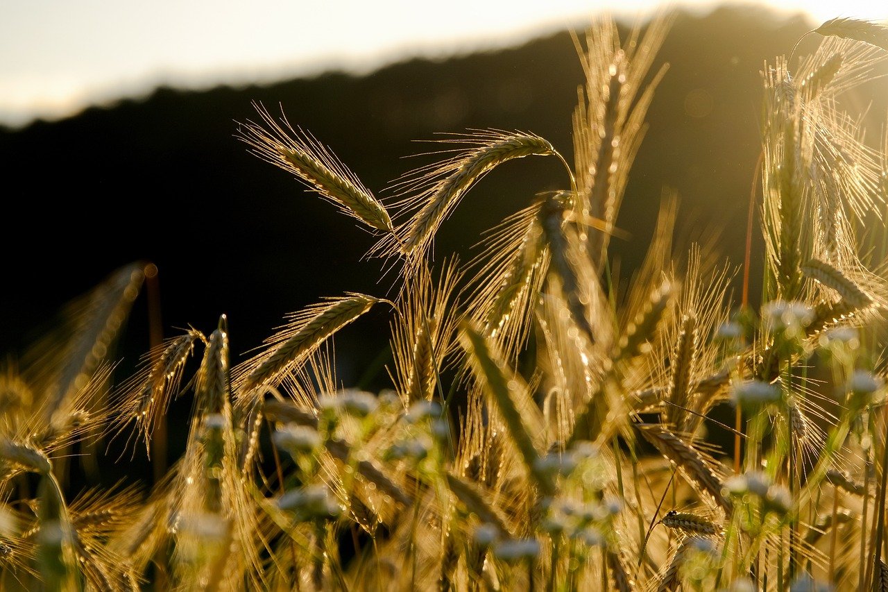 Featured image for “Suivre son propre rythme : un retour à soi 🌱”