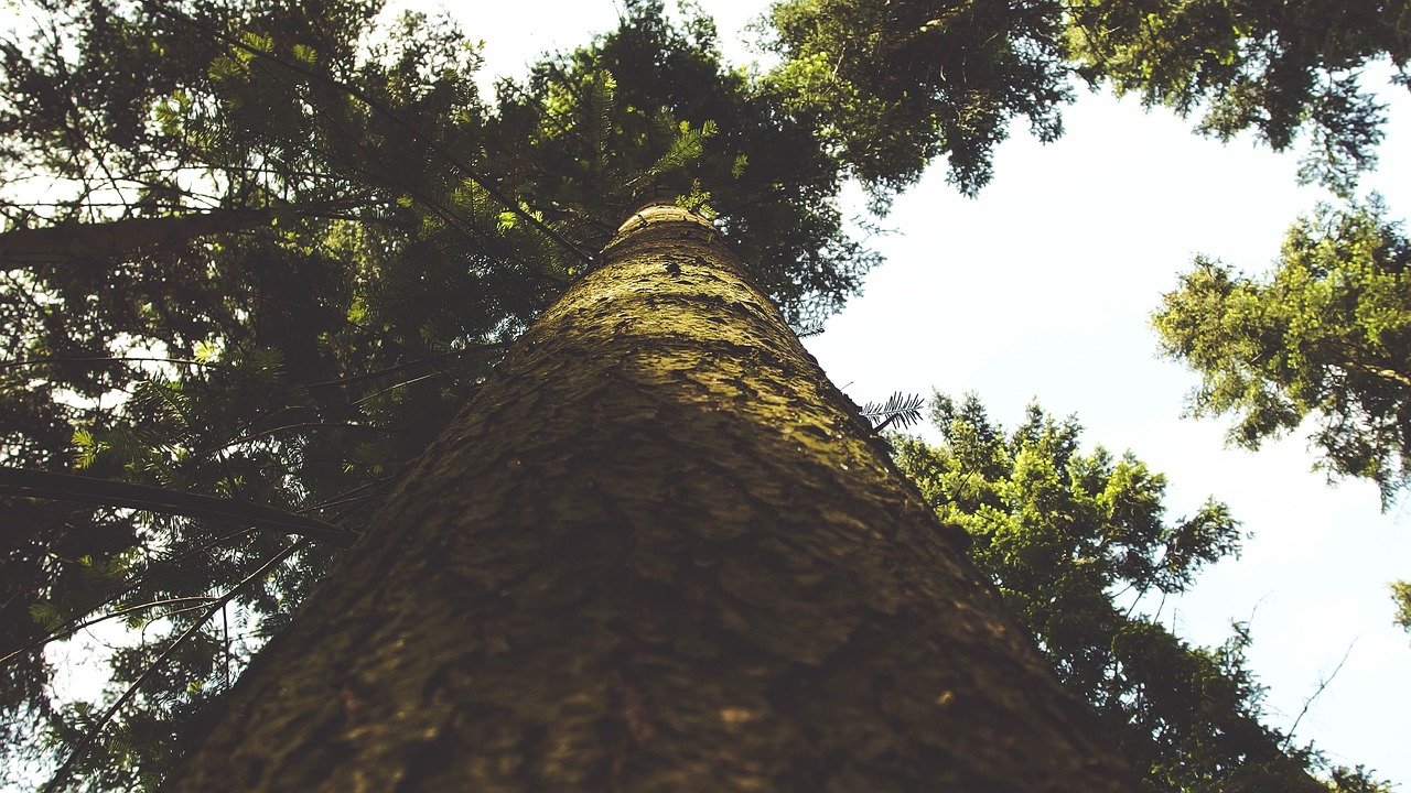 Featured image for “2 décembre : Un rituel d’ancrage pour rester centré en décembre 🌿”