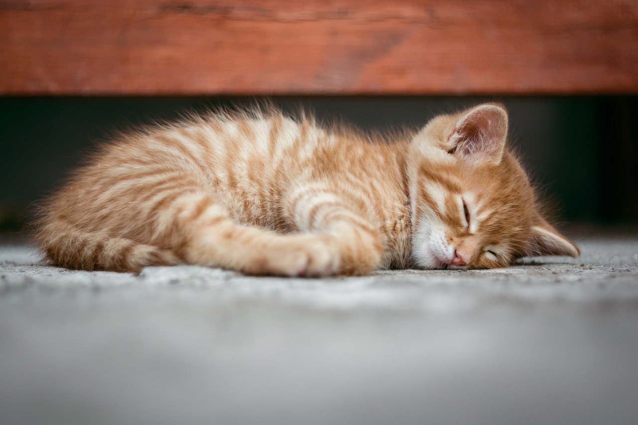 Featured image for “8 décembre : Conseils pour un sommeil réparateur 🌙✨”